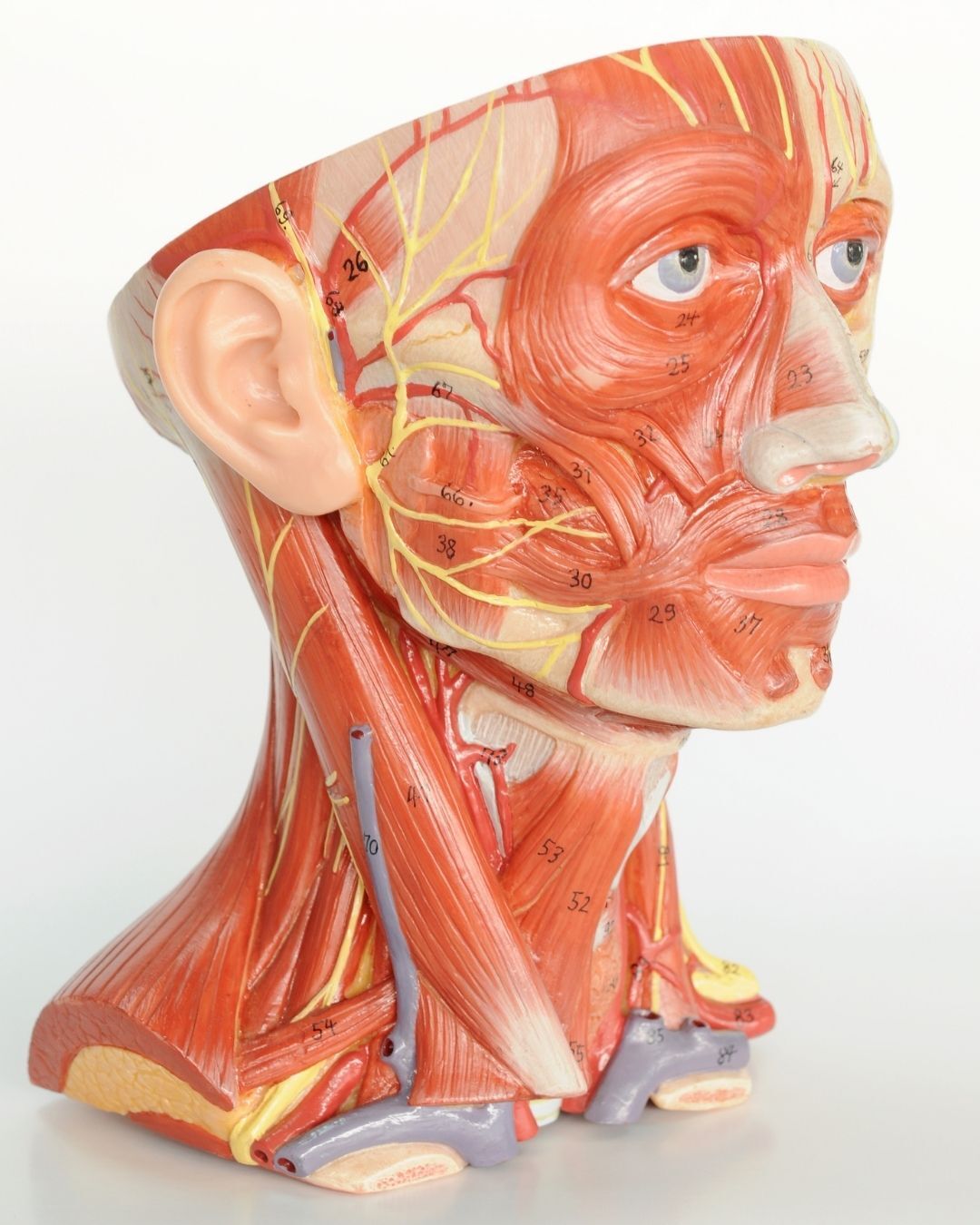 facial muscles